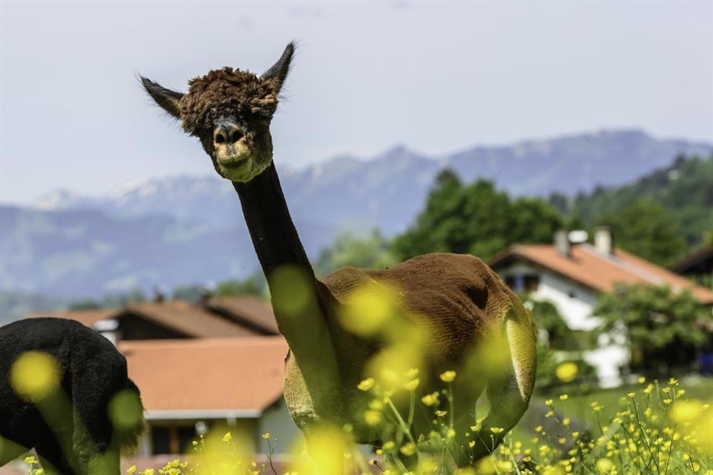 Vila Alpakahof Wechs Bad Hindelang Exteriér fotografie