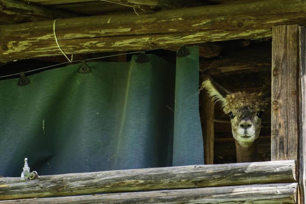 Vila Alpakahof Wechs Bad Hindelang Exteriér fotografie