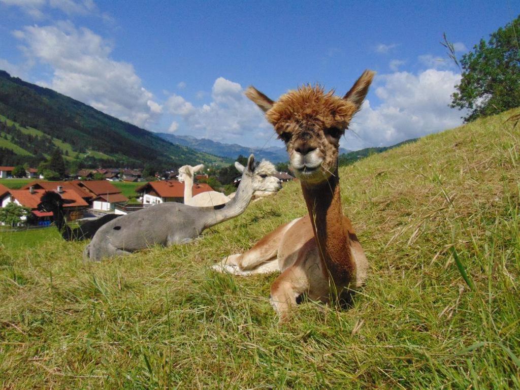 Vila Alpakahof Wechs Bad Hindelang Exteriér fotografie